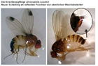 Drosophila suzukii (Kirschessigfliege)